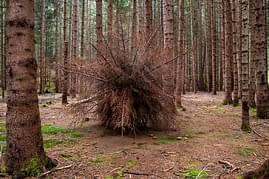 A big spherical bush made of dried out fir branches, resembling a giant dandelion, is placed in the middle of the forest surrounded by tall fir trees. Artwork by Dado