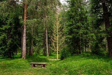 A wide view of a green forest with an empty wooden bench and, in the background, a tall bare golden colored tree. Installation by Dado