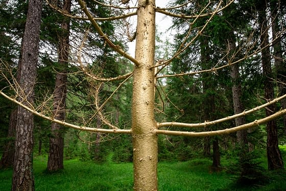 A close detail of the trunk of a golden colored tree in the forest. Installation by Dado