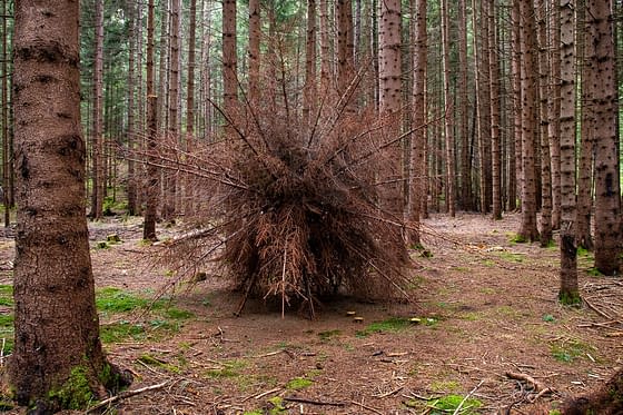 A big spherical bush made of dried out fir branches, resembling a giant dandelion, is placed in the middle of the forest surrounded by tall fir trees. Artwork by Dado