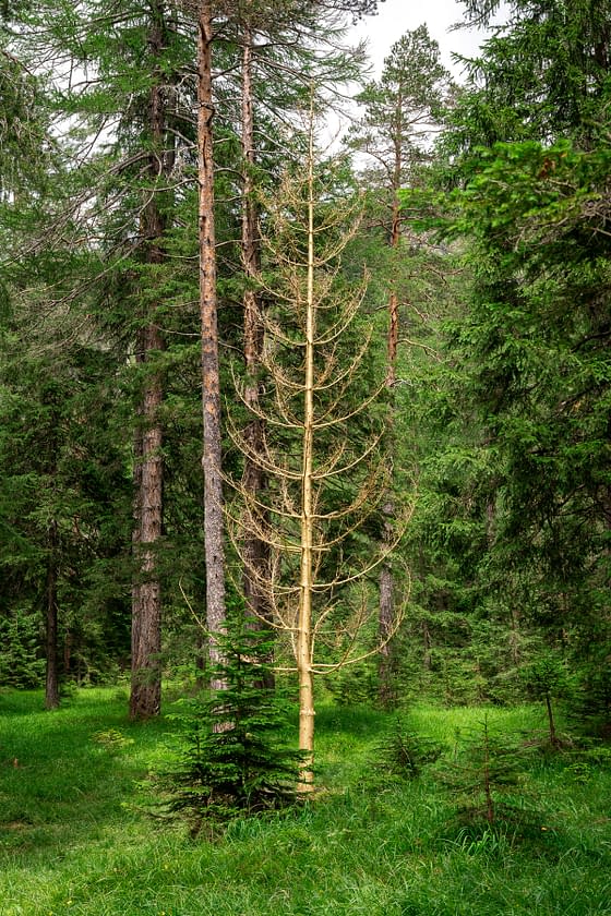 A portrait view of a green forest with, in the center of the image,a tall bare golden colored tree. Installation by Dado