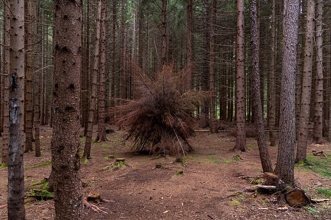 A big organic sculpture, in the middle of the forest, composed of brown dried down tree branches joined together to form a spherical structure resembling a dandelion. Artwork by Dado